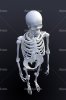 depositphotos_8022623-3D-rendering-of-a-human-skeleton---view-from-above.jpg